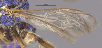 Media type: image;   Entomology 32617 Aspect: Wing front